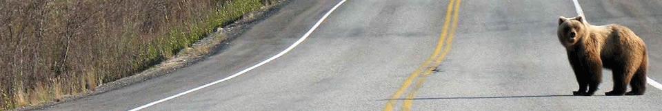 A bear stands in the middle of a road, surrounded by grassy areas and trees on the sides.